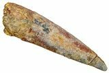 Fossil Spinosaurus Tooth - Real Dinosaur Tooth #344175-1
